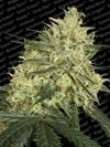 ATOMICAL HAZE * PARADISE SEEDS FEMINIZED   3 SEMI 
