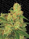 AUTO ACID * PARADISE SEEDS   1 SEME FEM