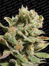 DUTCH DRAGON * PARADISE SEEDS   1 SEME FEM