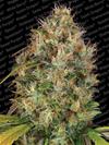 DUTCH KUSH * PARADISE SEEDS   5 SEMI FEM