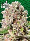 MENDOCINO SKUNK * PARADISE SEEDS FEMINIZED   3 SEMI 