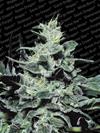 NEBULA * PARADISE SEEDS   3 SEMI FEM 