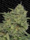 ORIGINAL CHEESE  * PARADISE SEEDS FEMINIZED   5 SEMI