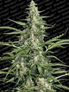 PANDORA AUTO * PARADISE SEEDS   5 SEMI FEM