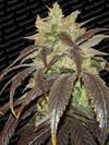 SPOETNIK #1 * PARADISE SEEDS FEMINIZED 10 SEMI