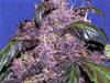 AUTO PURPLE* ORIGINAL SENSIBLE  SEED  1 SEME FEM