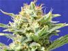 AUTO SKUNK * ORIGINAL SENSIBLE  SEED  1 SEME FEM