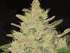 BLUEBERRY GHOST  OG * ORIGINAL SENSIBLE  SEED  1 SEME FEM