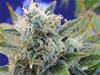 GIRL SCOUT COOKIES * ORIGINAL SENSIBLE  SEED   1 SEME  FEM