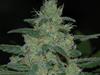 PURE KUSH* ORIGINAL SENSIBLE  SEED   1 SEME FEM 