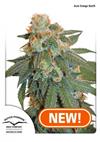 * DUTCH PASSION AUTO ORANGE BUD ® 1 SEME FEM