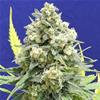 WHITE CRITICAL * ORIGINAL SENSIBLE  SEED  3 SEMI FEM