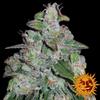 BLUEBERRY OG™ * BARNEY'S FARM - 1 SEME FEM