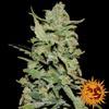 PEYOTE CRITICAL™ * BARNEY'S FARM - 3 SEMI FEM