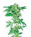 AFGHANI #1® * SENSI SEEDS  5 SEMI FEM