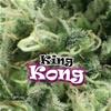 KING KONG * DR UNDERGROUND  2 SEMI FEM