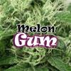 MELON GUM * DR UNDERGROUND  2 SEMI FEM