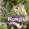 AUTO KING KONG * DR UNDERGROUND  2 SEMI FEM