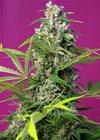 GORILLA GIRL® * SWEET SEEDS FEMINIZED   3 SEMI 