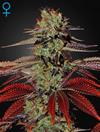 KING'S KUSH AUTO* GREEN HOUSE FEMINIZED   3 SEMI 