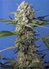 CRYSTAL CANDY F1 FAST VERSION ® * SWEET SEEDS FEMINIZED   3 SEMI 
