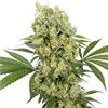 AUTO MEDIKIT CBD * BUDDHA SEEDS   1 SEME FEM