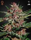BUBBA KUSH * GREEN HOUSE FEMINIZED 10 SEMI 