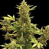 AUTO AMNESIA * MR HIDE SEEDS - 1 SEME  FEM