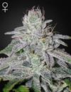 FRANCO'S LEMON CHEESE * GREEN HOUSE FEMINIZED  10 SEMI 