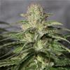 OG KUSH CBD * MEDICAL SEEDS FEM  10 SEMI