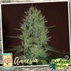 AMNESIA *   BIOLOGICAL SEEDS 10 SEMI