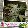 AUTO AK  BIO* BIOLOGICAL SEEDS  1 SEME