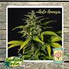 AUTO AMNESIA  HAZE  * BIOLOGICAL SEEDS  1 SEME