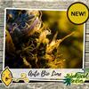 AUTO BIO LIME  * BIOLOGICAL SEEDS  1 SEME