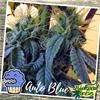 AUTO  BLUE * BIOLOGICAL SEEDS  1 SEME