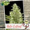 AUTO CRITICAL * BIOLOGICAL SEEDS   1 SEME