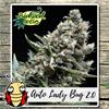 AUTO LADY BUG 2.0  * BIOLOGICAL SEEDS  1 SEME