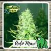 AUTO MAXI * BIOLOGICAL SEEDS  1 SEME