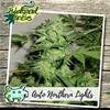 AUTO NORTHERN LIGHTS * BIOLOGICAL SEEDS  3 SEMI