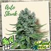 AUTO SKUNK  * BIOLOGICAL SEEDS  3 SEMI