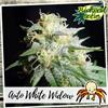 AUTO WHITE WIDOW * BIOLOGICAL SEEDS 10 SEME