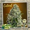 CRITICAL * BIOLOGICAL SEEDS  1 SEME FEM 