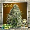 CRITICAL * BIOLOGICAL SEEDS 10 SEMI