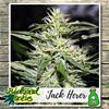 JACK HERER * BIOLOGICAL SEEDS  3 SEMI