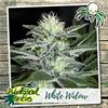 WHITE WIDOW * BIOLOGICAL SEEDS  5 SEMI