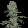 ENEMY OF THE STATE * SUPER STRAINS  SEEDS FEMINIZED   5 SEMI 