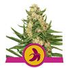 FAT BANANA * ROYAL QUEEN SEEDS - 3 SEMI FEM