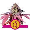 PURPLE QUEEN * ROYAL QUEEN SEEDS - 3 SEMI FEM 