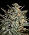 SWEET BILBO * GENEHTIK SEEDS   1 SEME FEM 