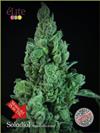 SOLODIOL  AUTOFIORENTE * ELITE SEEDS  50 SEMI FEM 